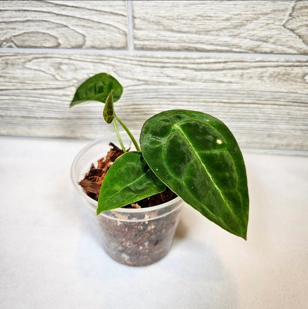 Anthurium Forgetii 4" (154)