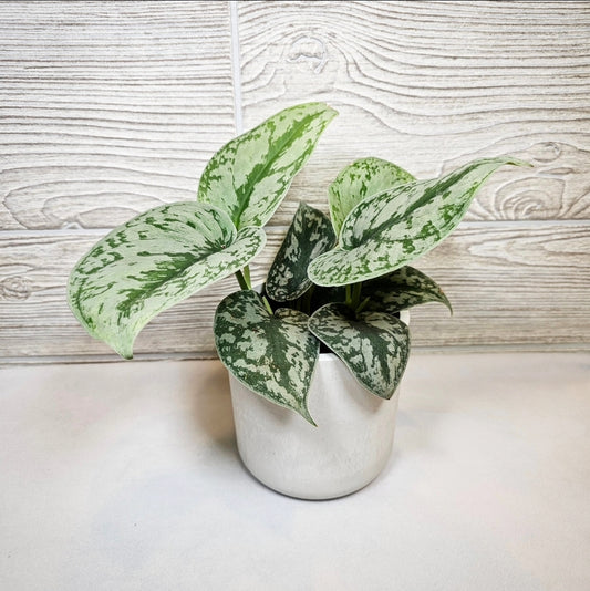 Scindapsus Silver Splash 4"