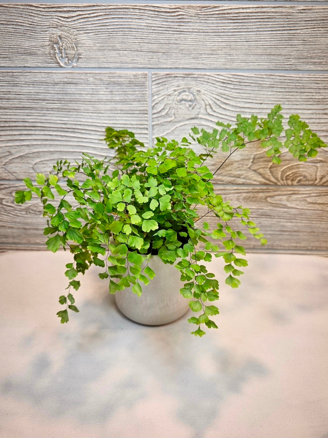 Fragrans Maidenhair Fern 4"