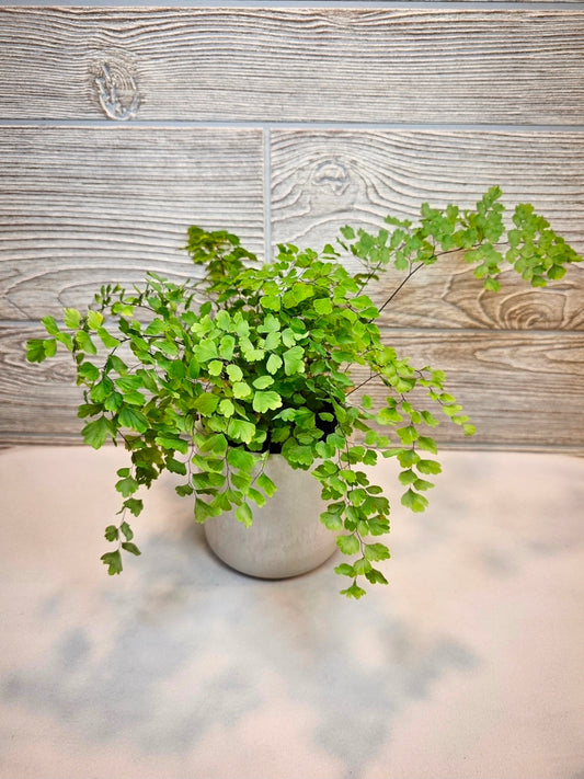 Fragrans Maidenhair Fern 4"