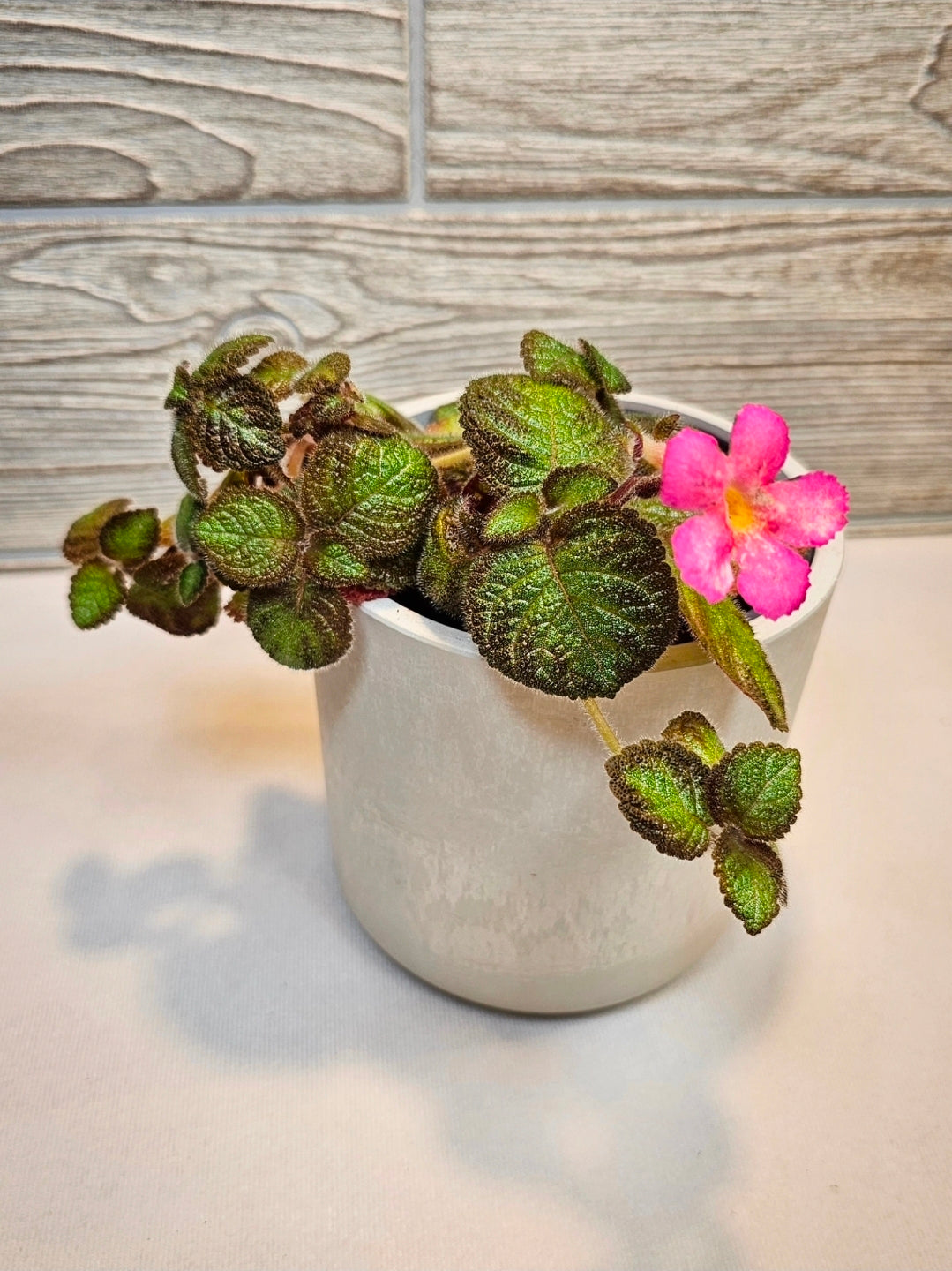 Episcia Flame Violet 4"
