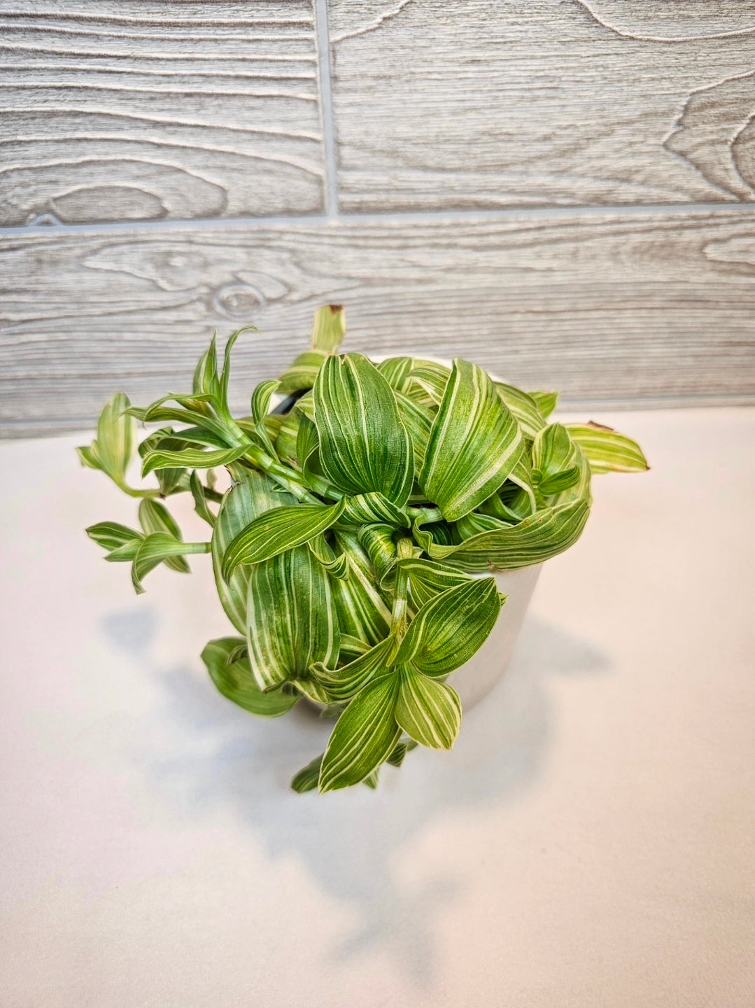 Tradescantia Albiflora 4"