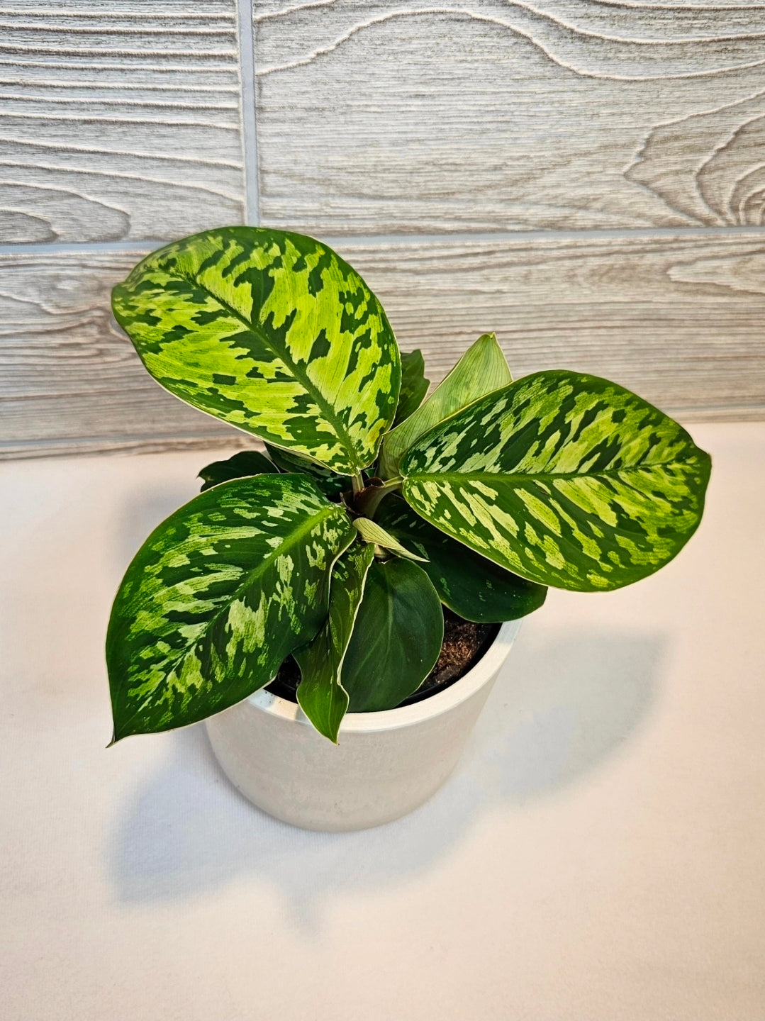 Homalomena Camouflauge 4"