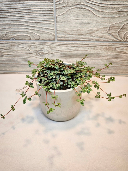 Pilea Baby Tears Silver 4"