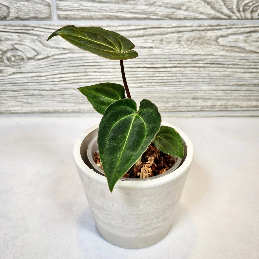 Anthurium Besseae Aff (107)