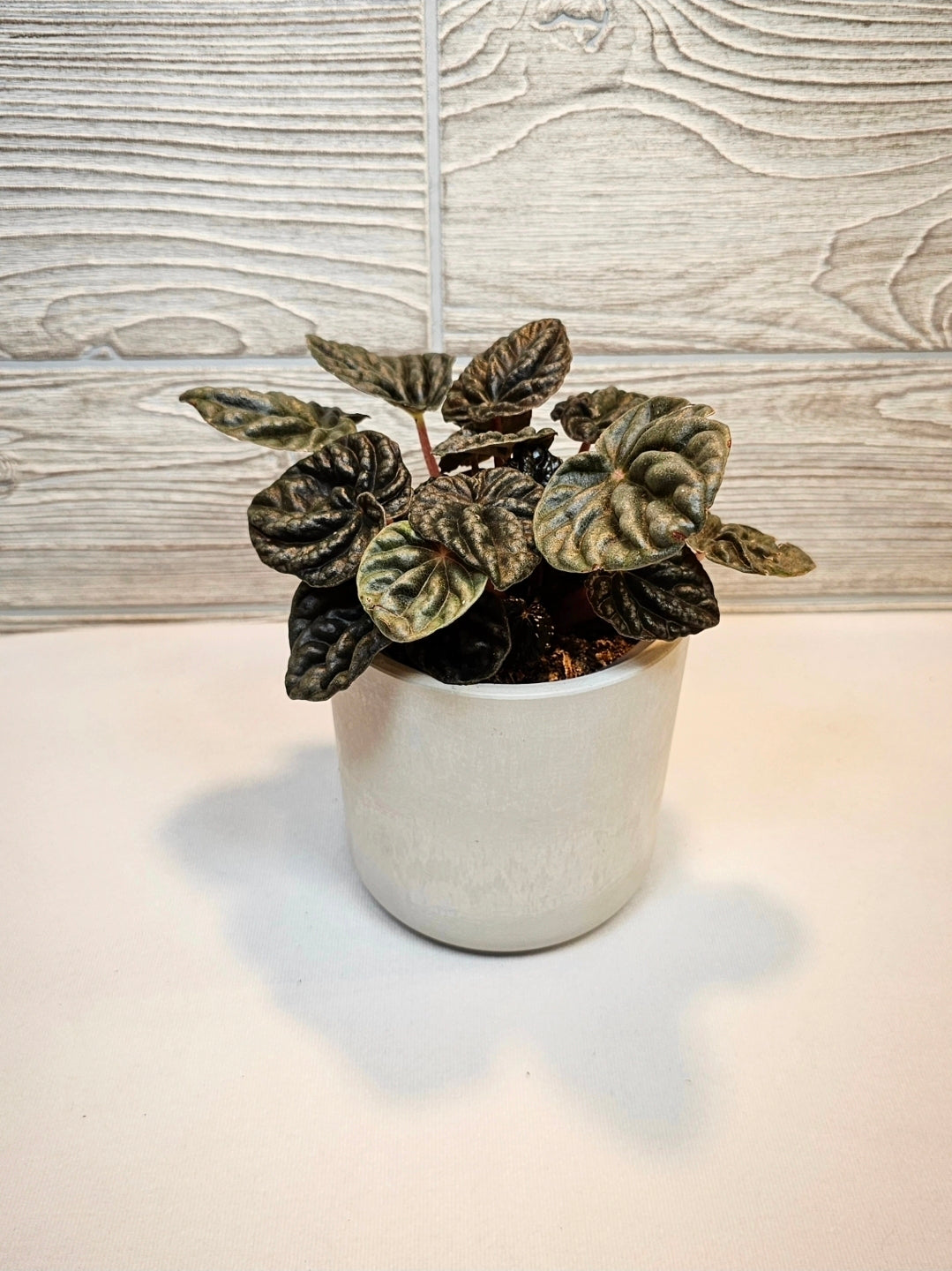 Peperomia Ripple 4"