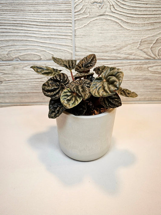 Peperomia Ripple 4"