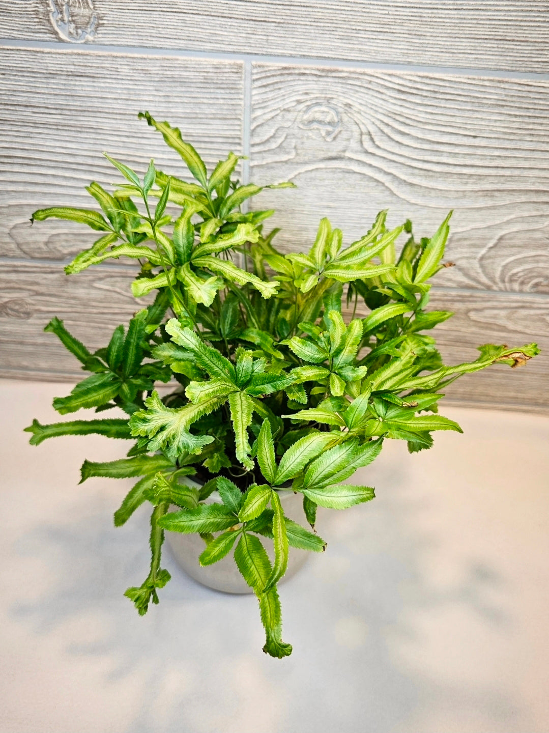 Pteris Fern 4"