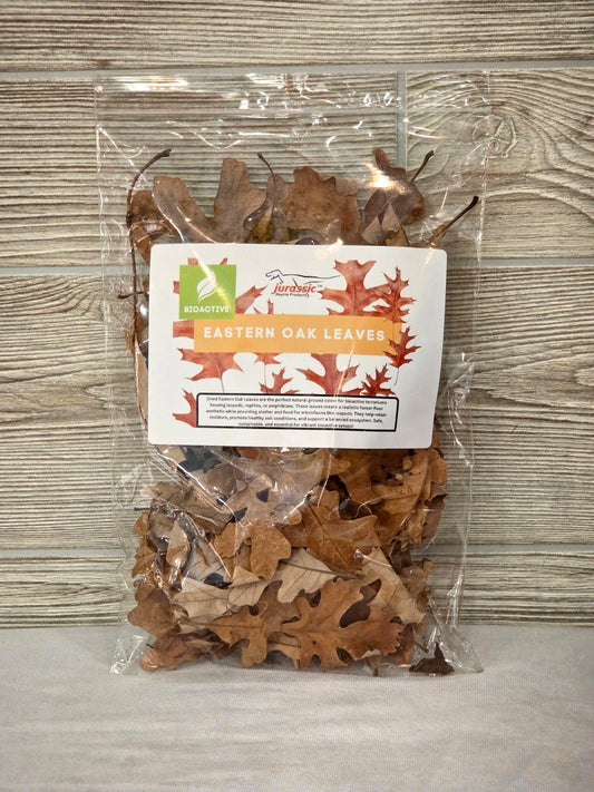 Eastern Oak Leaves