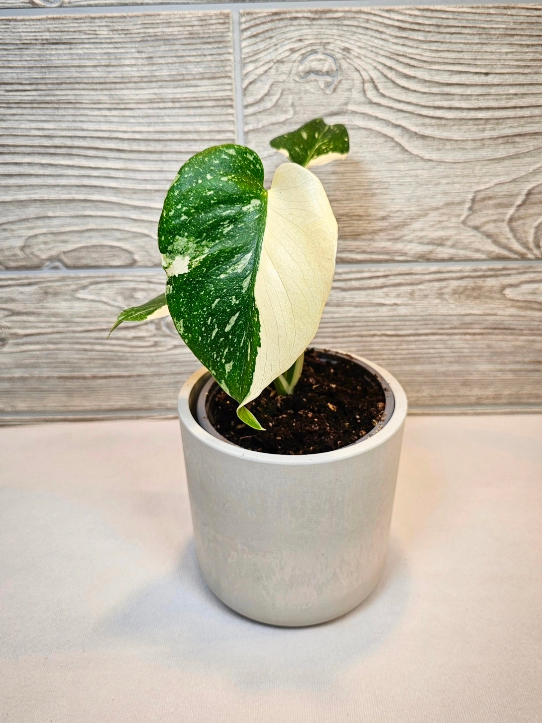 Monstera Thai Constellation 4"