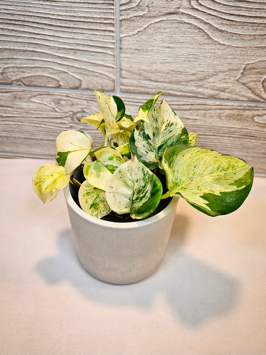 Manjula Pothos 4"