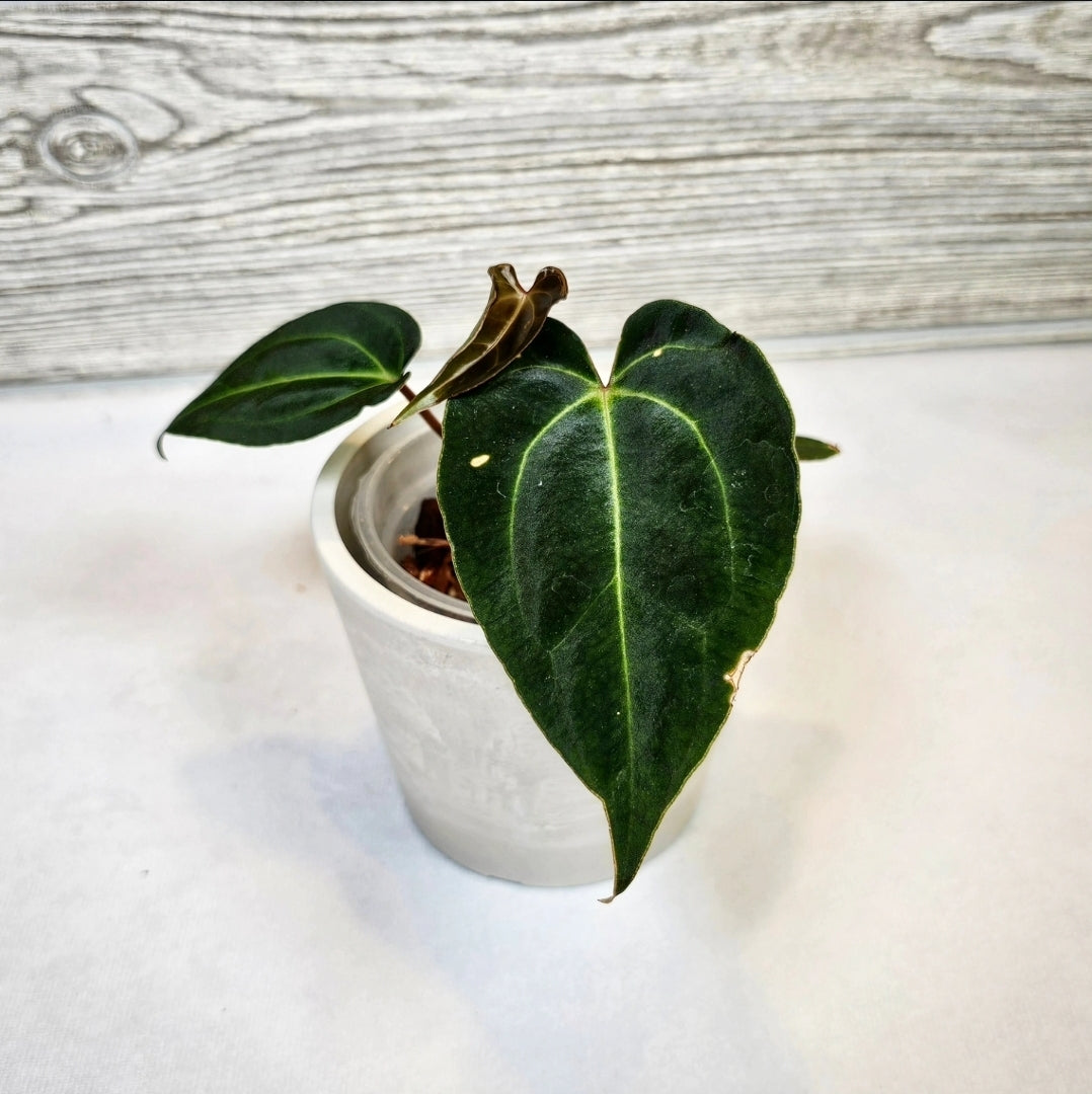 Anthurium Besseae Aff (105)