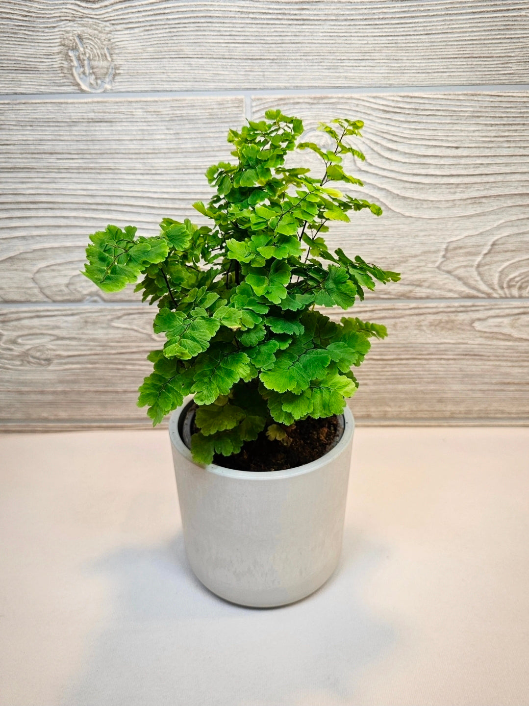 Maidenhair Fern 4"