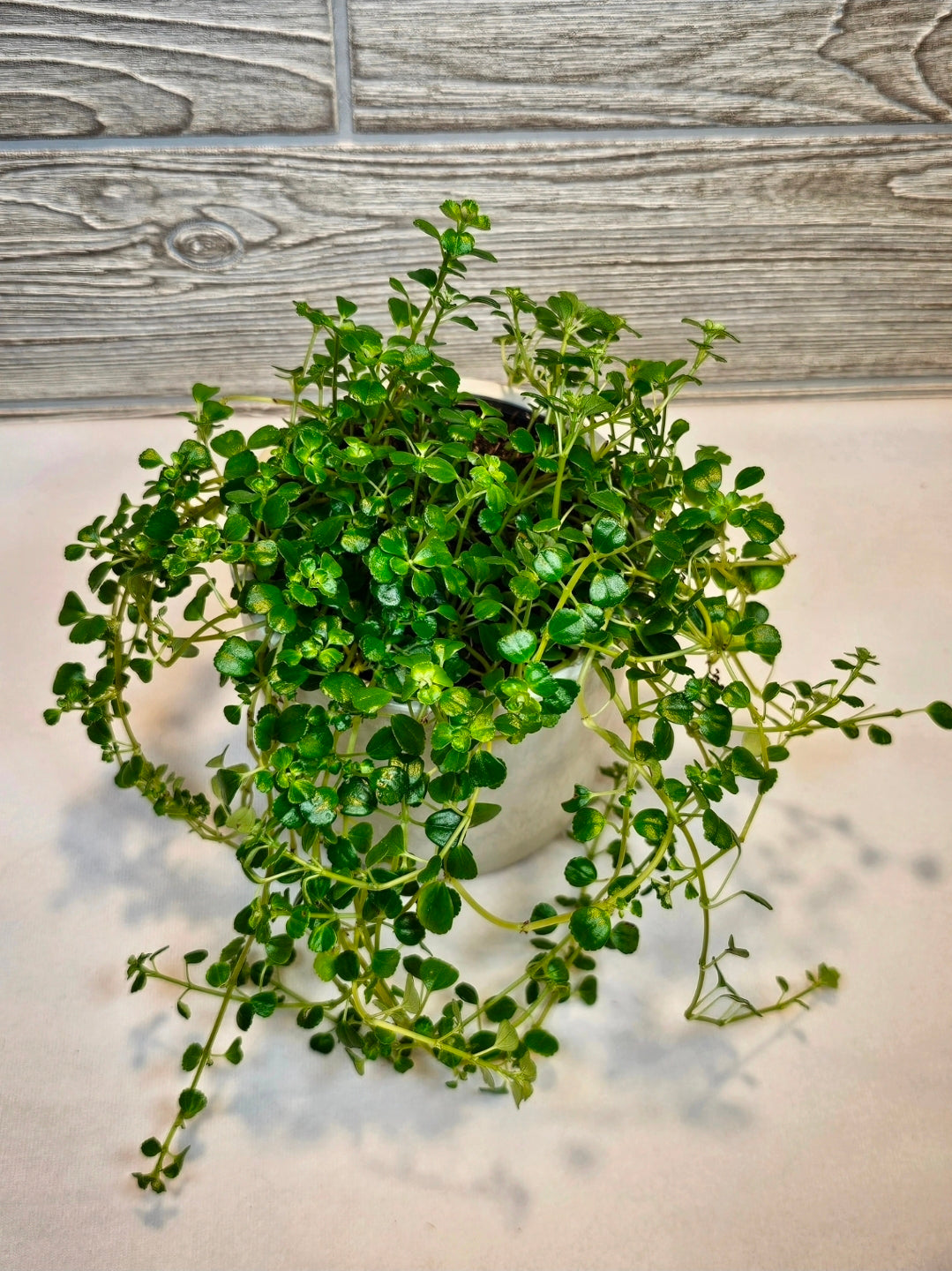 Pilea Baby Tears Green 4"