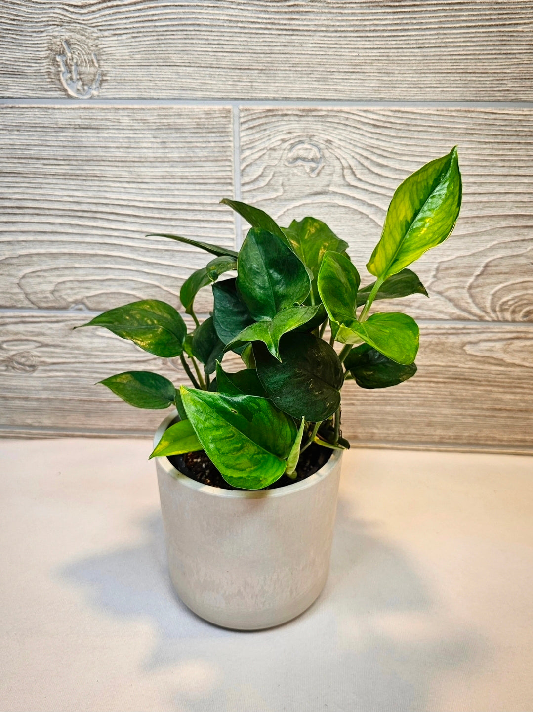 Global Green Pothos 4"