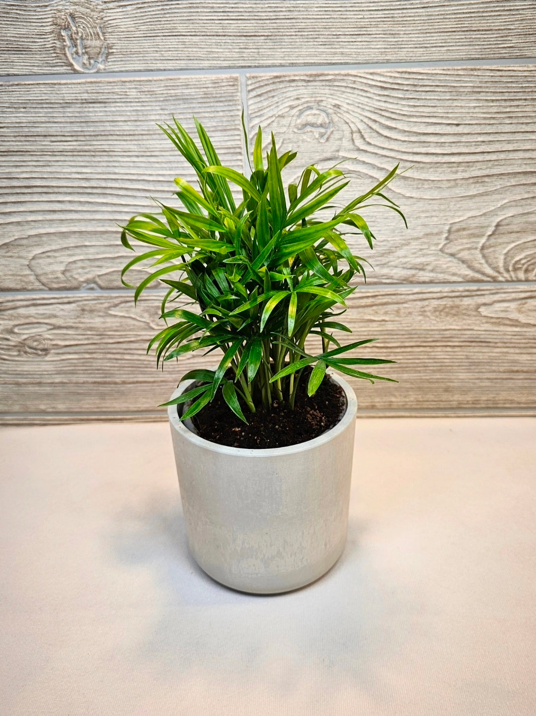 Parlour Palm 4"