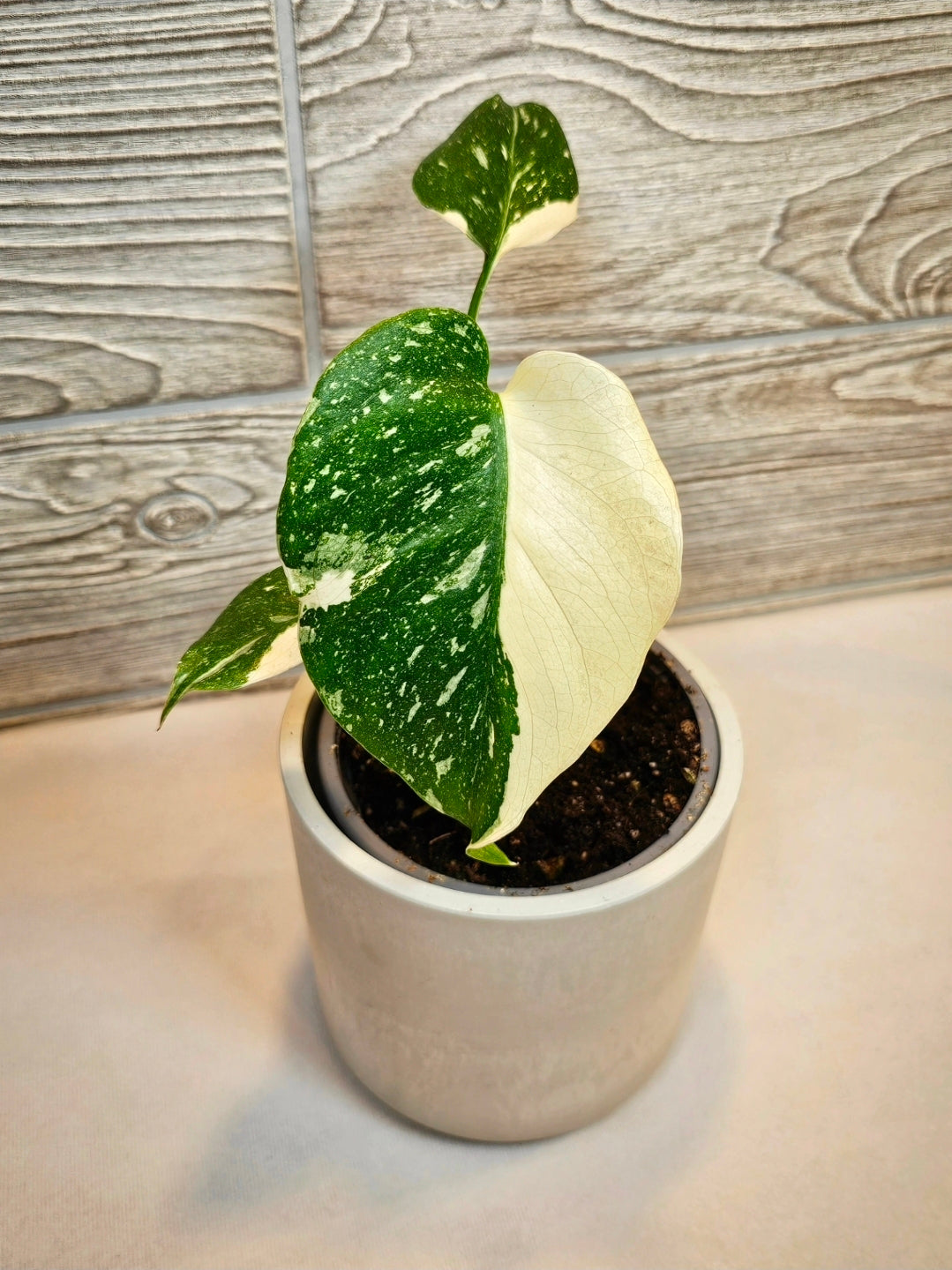 Monstera Thai Constellation 4"