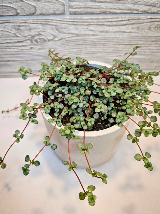 Pilea Baby Tears Silver 4"