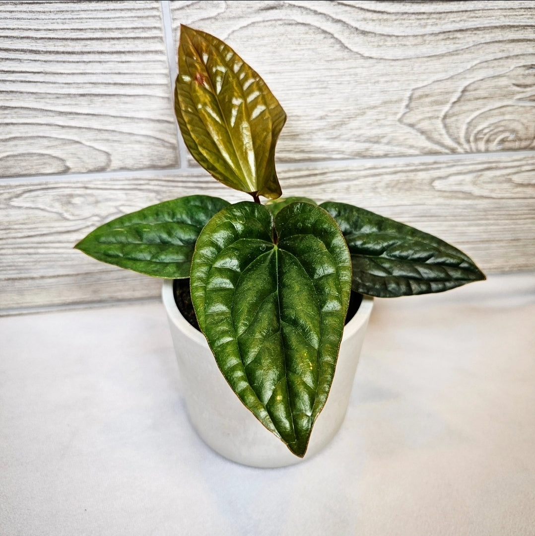 Anthurium Radicans x Luxurians 4"
