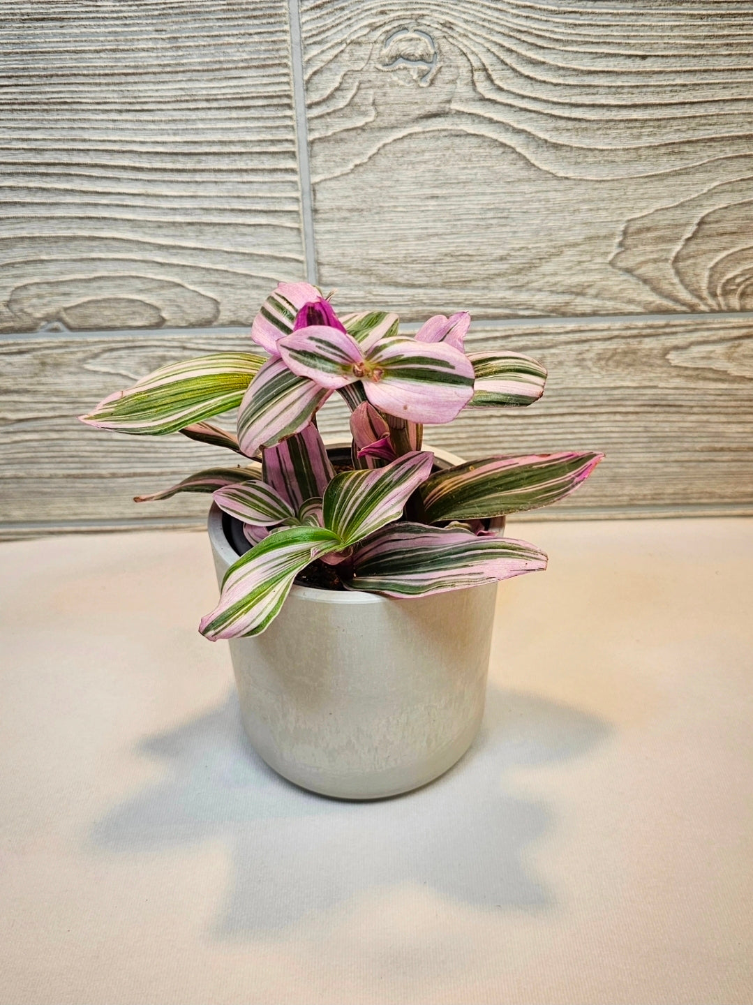 Tradescantia Nanouk 4"
