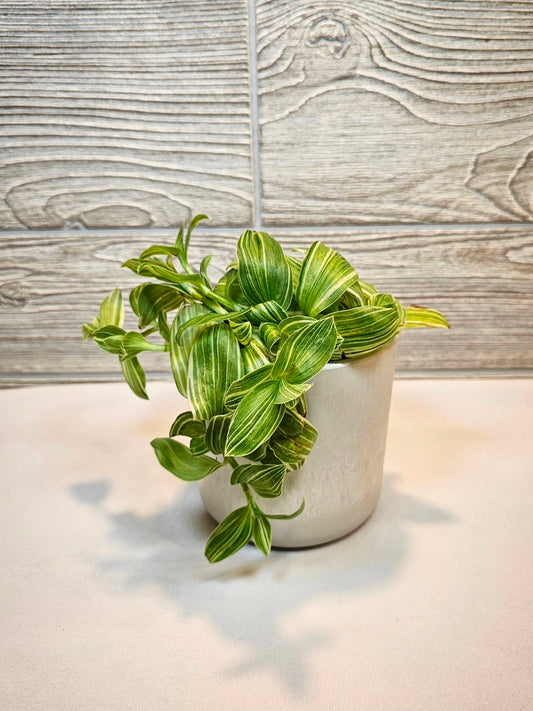 Tradescantia Albiflora 4"