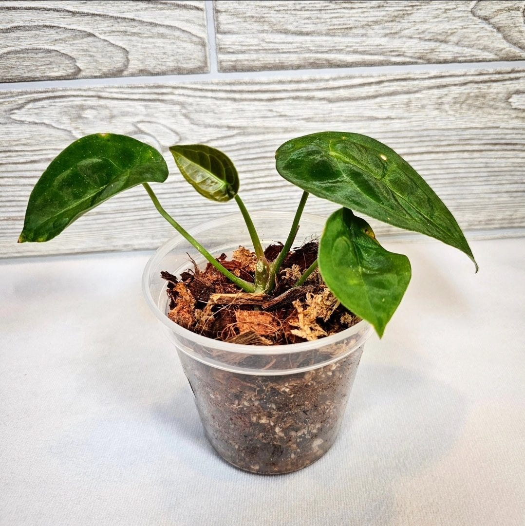 Anthurium Forgetii 4" (154)