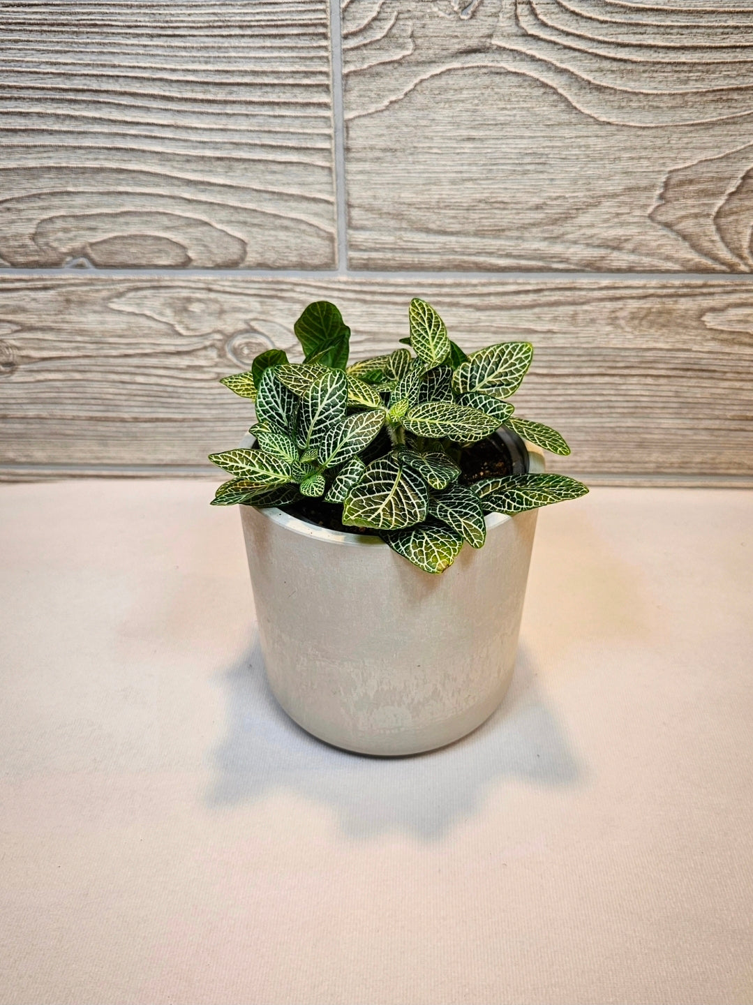Fittonia White Vein 4"