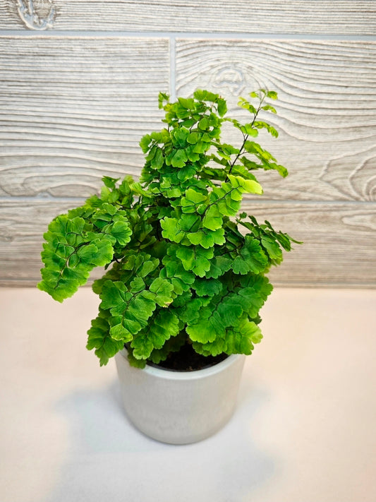 Maidenhair Fern 4"