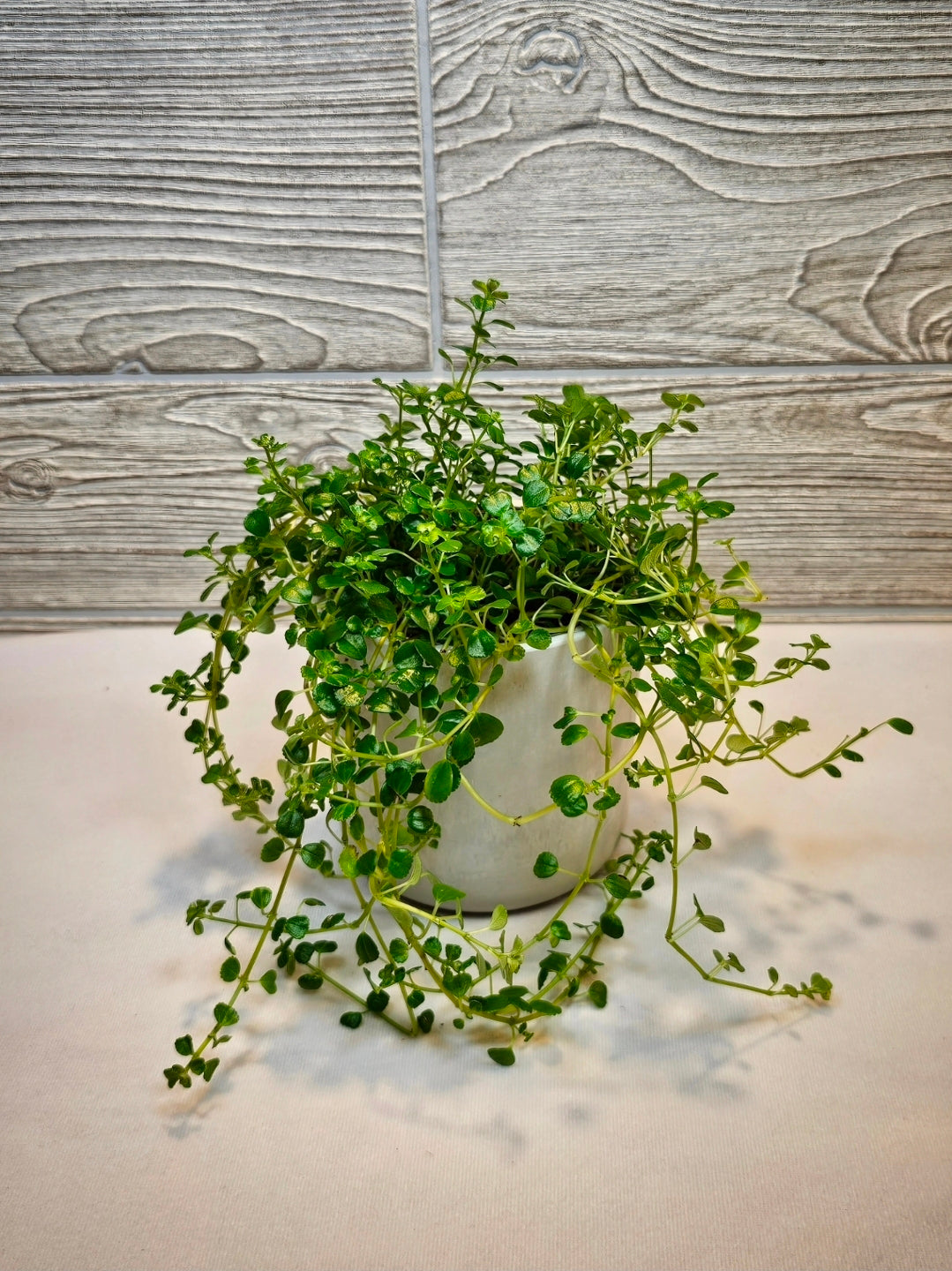 Pilea Baby Tears Green 4"